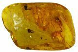 Fossil Winged Ant, Rove Beetle and Spider Web In Baltic Amber #105480-4